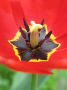 Tulipa single (Kingsblood Tulip)