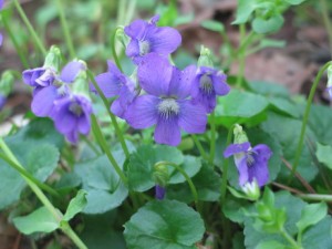 Viola sororia