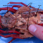 crayfish_dissection1