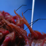crayfish_dissection2