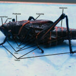 grasshopper_dissection1